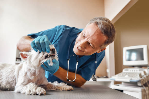 Best Weekend Emergency Dentist in La Cygne, KS